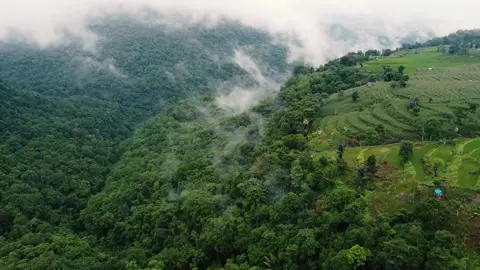 THE FOREST #forest #hutanpinus #kabut #alam #photography #dji #drone #dronemurah 