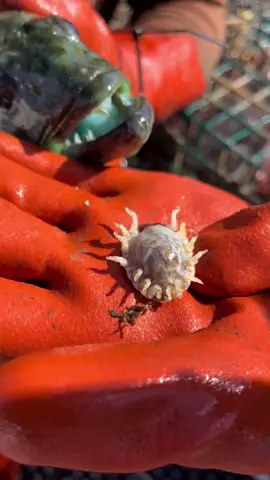 Isopod gives birth and a Vibrant Blue Lingcod on the friendliest Catch Boat. Birthday boy Eric @EatCrowBees & David @DavidB break it down. #fyp #fishing #crab #natgeo #friendliestcatch #seafood 