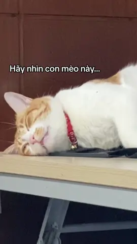 🫶🏻 #viral #fyp #fypシ #meo #mèo #catsoftiktok #cat #meow #sleep #gungkhongchua 