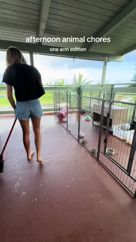 Archie was having so much fun with his tennis ball 🎾🥹 #afternoonroutine #afternooninthelife #afternoonvlog #piglet #orphanpiglet #tinktok #CleanTok 