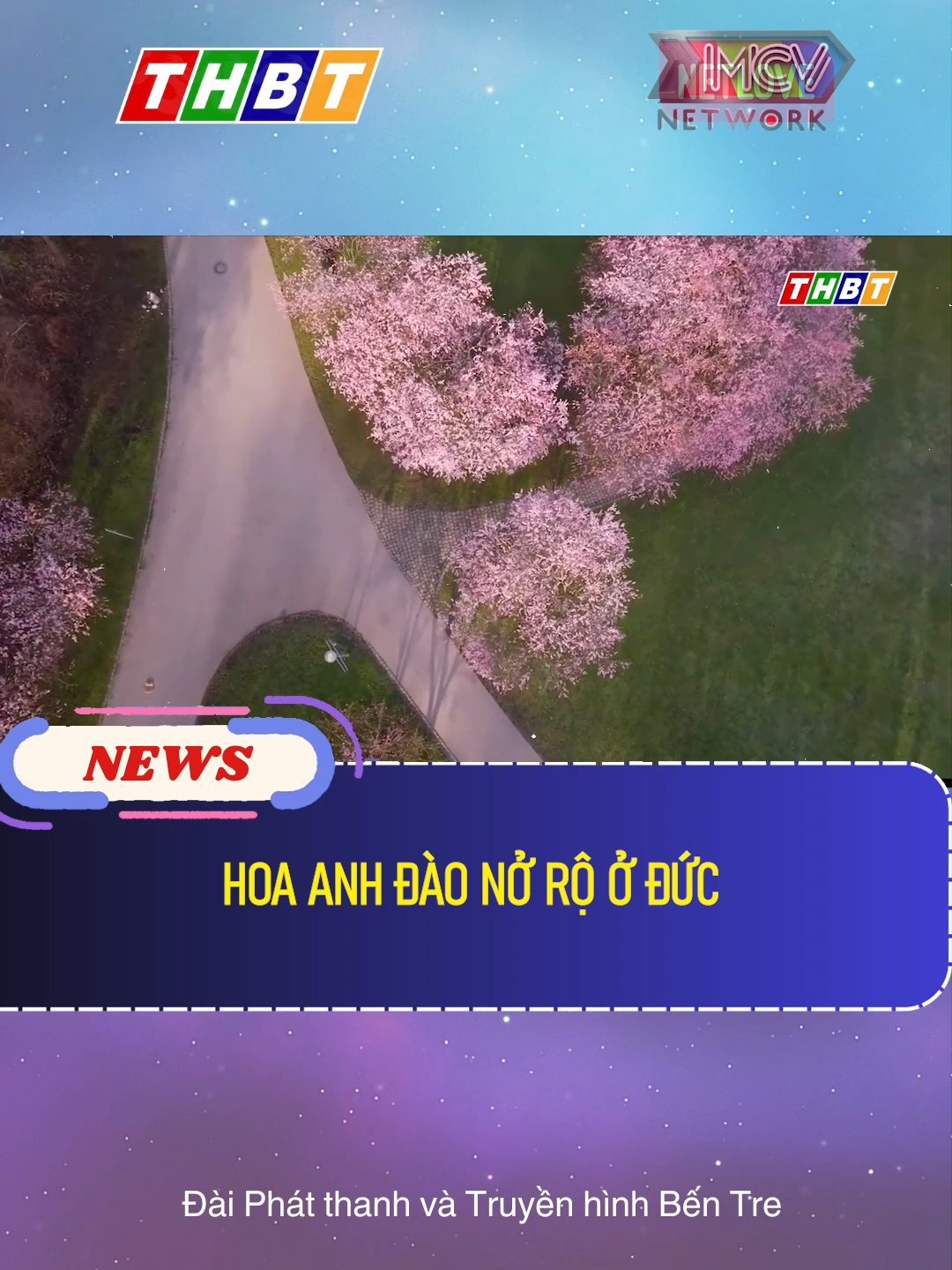 HOA ANH ĐÀO NỞ RỘ Ở ĐỨC #dthbentre#mcv#socialnews#news#tiktoknews#onhaxemtin#TetMaiMan   #VietNamToiYeu #stitch   #anim#dthbentre#mcv#socialnews#news#tiktoknews#onhaxemtin#TetMaiMan   #VietNamToiYeu #stitch #anime #antoanxahoi #xuhuong #tinhothomnay #trend   #viralvideo #viraltiktok #xuhuong2023 #tintuc#tinnongtrongngay