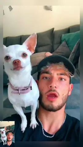 #dog #pet #chihuahua #funny #foryou 