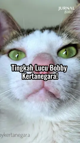 Bobby! Gemoy Sekaleeeeee😺😺 #bobbykertanegara #bobbykucingprabowo #kucingindonesia #prabowo #prabowosubianto