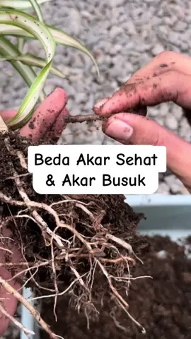 Mimin tunjukin nih lebih spesifik bagi yg belum tau bedanya akar busuk dan akar sehat 😁 #tanamanhias #workplant #akar #tanamanhiasbikinhepi 