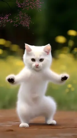 My little kitten dances in a decent way, and it has become so cute #cutenesstoexplode #cutepetdebutplan #kitten #catdance #catsoftiktok 