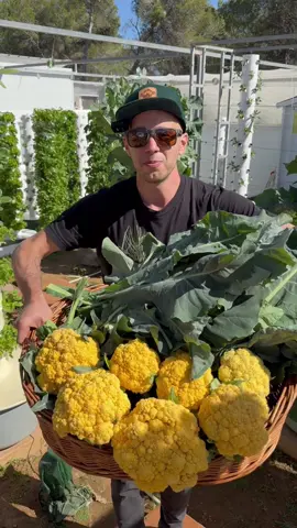 7 yellow cauliflowers harvested from one aeroponic tower. When growing yellow cauliflower, it takes about three months from seed to harvest. The color of the yellow cauliflower is due to the naturally-occurring high levels of beta-carotene, an antioxidant which is also found in carrots and sweet potatoes. #cauliflower #vegetable #farming #agriculture #aeroponics #gardening #hydroponics #verticalfarming 