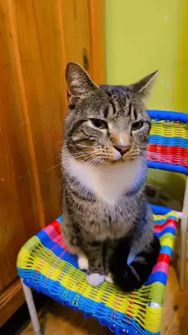 #❤️❤️😻😻 #catlover #cutecat 