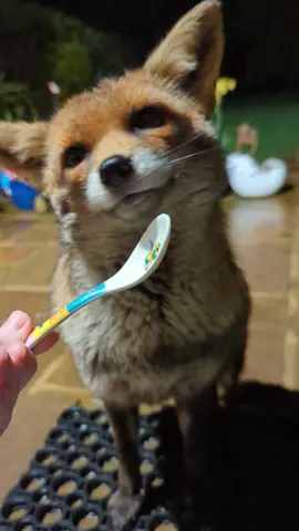 Some videos don't need voiceovers. 🥰 #asmr #foxesoftiktok #wild #wildanimals #animallover #urbanfox #foxes #cute #fox #wildlife #nature #animals #cuteanimals #animalfriends 