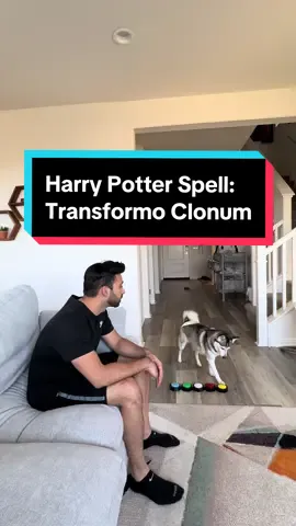 Using Harry Potter spells on my dad 😂🐶 #dogsoftiktok #dogs #harrypotter #fyp 