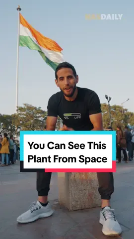 You can see this plant from space!  I'm going all in on the Green Revolution with Nas Daily. We will be highlighting so many green initiatives this year. We're starting with India!  Thank you Adani Green for giving us access and helping me understand this world!