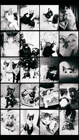 #CapCut  #catmommy  #liebe  #cats  #liebefürimmer  #catslovers  #cat  #catsoftiktok  #catsvideo  #katzenbaby  #tierschutz 