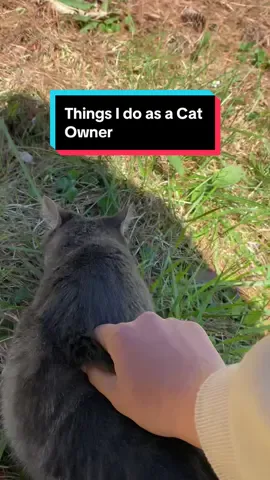 Do you do this to your cat too?  #fyp #trending #viral #cat #catsoftiktok #reels #tiktok #aninal #pet #PetsOfTikTok #funny #cute #petoftiktok #trend #foryoupage #shorts #Love #foryoupageofficiall #kittylover 