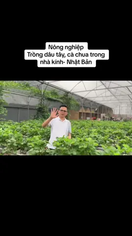 #xuhuong mục sở thị đơn hàng Nông Nghiệp  Trồng rau, trồng cây trong nhà kính tại Nhật Bản như thế nào các bạn nhé  #xkldnhatban #nôngnghiệp 