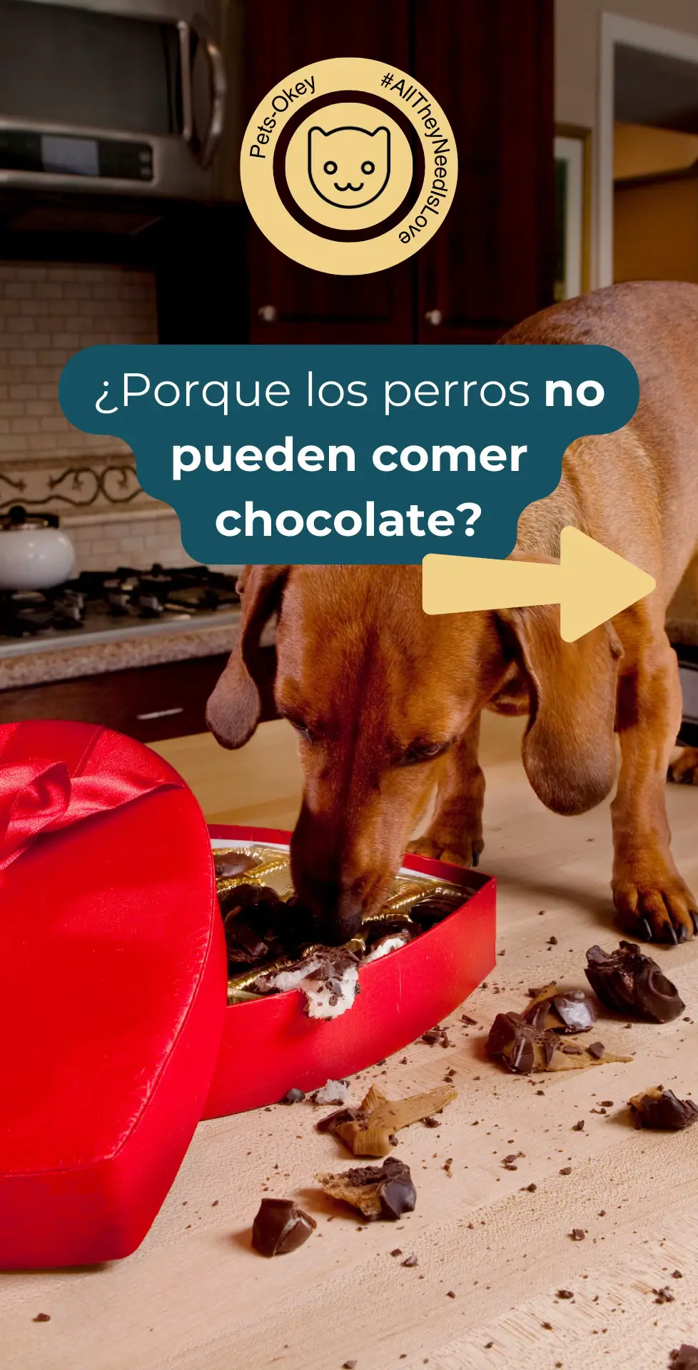 Es importante saber que los perros no pueden comer chocolate, así que mantenlos alejados de los huevitos durante este fin de semana 🐶😁 #petsokey #doglover #chile #pascua #chocolate 