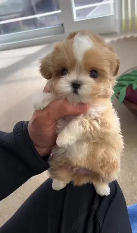 🐾🐾 our Maltipoo is a hugger😂🤗🐾🐾 #maltipoo #viral #viralvideo #viraltiktok #trending #trend #trendingvideo 