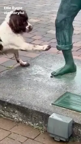 A springer spaniel named PJ was confused when a statue of multitalented actor and star of Harry Potter movies Richard Harris wouldn’t play fetch with him, his owner said. This footage was captured in County Clare, Ireland. #news #fyp #puppy #ireland