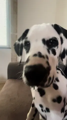 #dog #chien #dalmatien #funnyvideos 