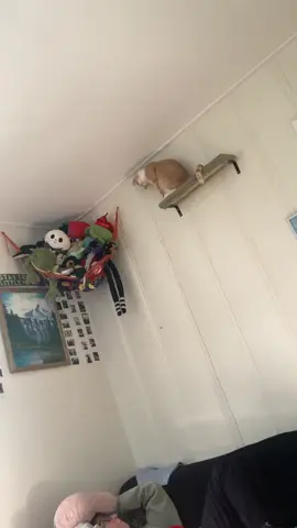 trying to prevent a second disaster #catsoftiktok 