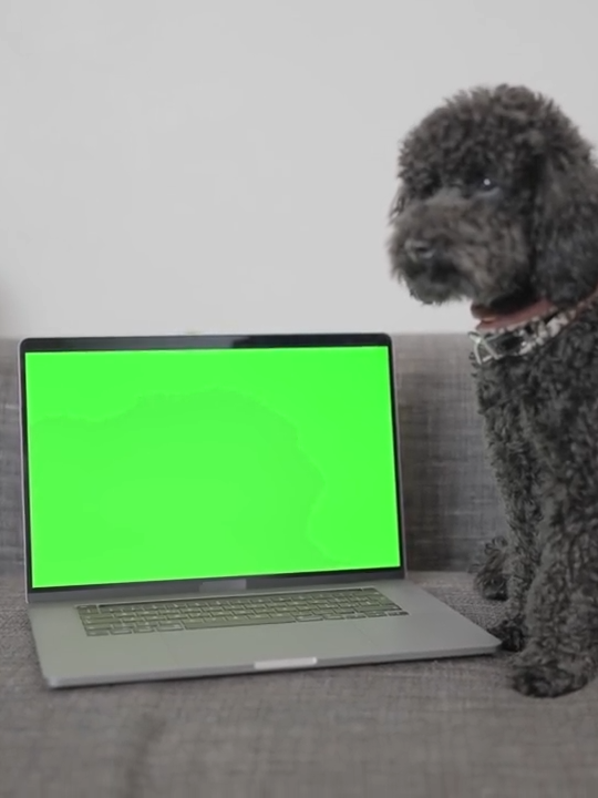 Laptop with green screen on couch near dog Download it in 4K here: https://www.kmeel.com/Royalty-Free-Video/laptop-with-green-screen-on-couch-near-dog Royalty Free video. #dog #greenscreen #laptop #computer #chromakey #royaltyfree #poodle #nocopyright