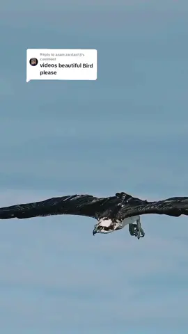 Replying to @azam.zardari13 #eagle  #wildlifeanimalstiktok #foryou #514millionviews #viralinworld #wildlifvideo #animalplanet #wildlifvideo #fypシ゚viral #viral #africa #wildanimals #lionking #lions #hipo #trend #fulltrending #animalsworld 