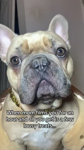 When mom films you for an hour and all you get is a few lousy treats…#dog #viral #trendy #happy #allthatwork #funny #sweet #cute #foryou #tiktok #fyp #funnymemes #dogsoftiktok #memes #pets #trending #animal #animals #animalsoftiktok #viralvideo #doubleexposure #easter #influencer 