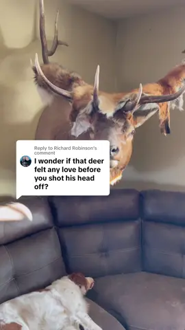 Replying to @Richard Robinson #peaceandlove #justsleeping #elk #deer #nachos #liveandletlive 