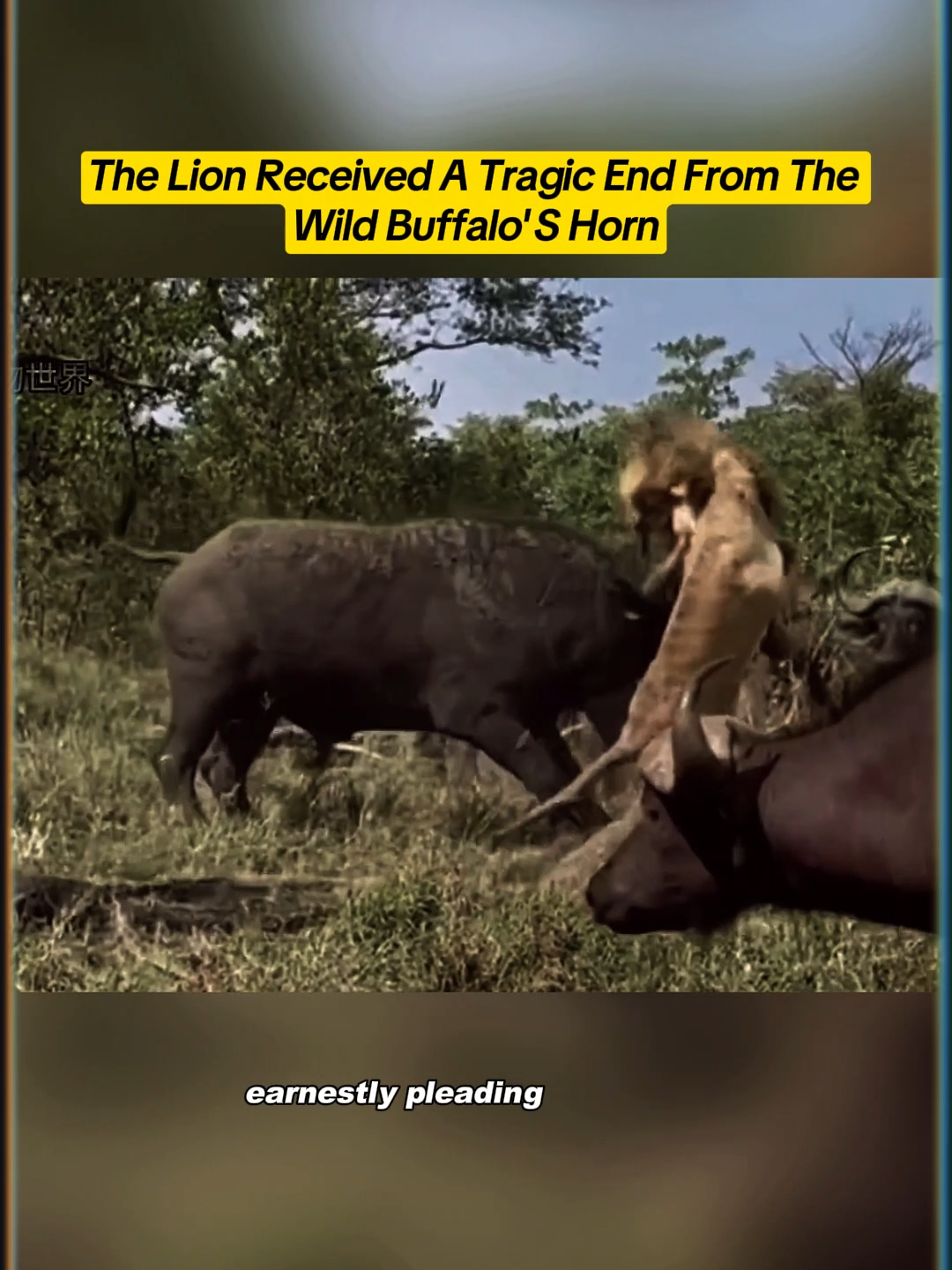 The lion received a tragic end from the wild buffalo's horn #wildanimals #animals #fyp