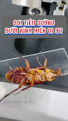 Săm soi Tiểu Cường dưới kính hiển vi và cái kết 🔬#kinhhienvi97 #xuhuongtiktok #treanding 