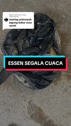 Membalas @Asep Suhendang Alhamdulillah Essen Jagung Bakar Susu Sereh Slalu Memuaskan Bossqu🥰👌#JelajahRamadan #mancing #mancingmania #resepumpanikanmas #essenrajapodium #lombamancing #racikanumpanikanmas 