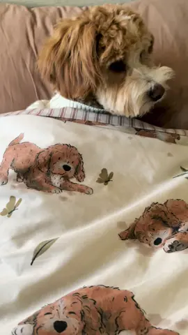 Cute and he knows it! 🤎  Curtis the Cavapoo bedding available in store @Tesco now! Go go go! 🐶🐾 #fyp #tesco #tescohaul #cavapoochon #cavapoochonpuppy #puppytiktok #puppy #cute #foryou #foryoupage #fypシ