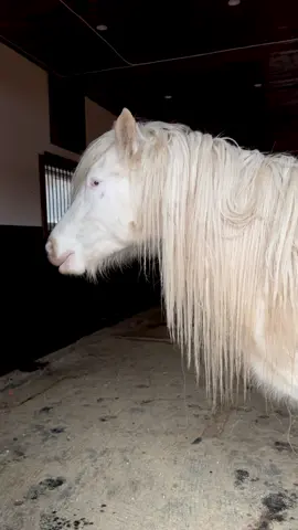 She is a fairytale 🦋🤍❄️ #horsesoftiktok #longmane #horses #prettyhorse 
