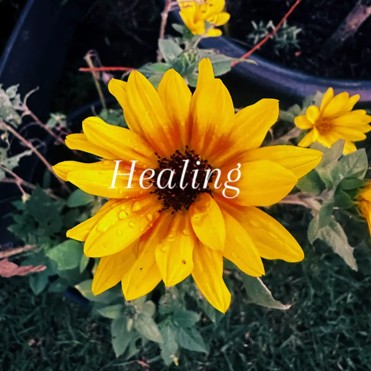 #healingquotes #poetry #healing #sunsets #sunflower #mindset #learning #growth 