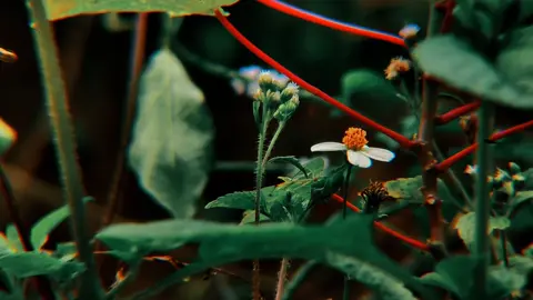 Bạn có tin đây là video được quay bằng điện thoại 🎬   #cinematic  #lens32xzoom #thichchill🌾 