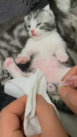 lil car need help 🤭😹😹#kitten #kittensoftiktok #fyp #foryou 