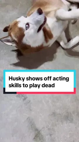 Husky plays dead #husky #dog #pet #trick #cute #actingskills #hollywood #doglover 