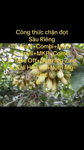 Công thức chặn đọt Sầu Riêng#kythuat #nongnghiep #câytrong #sầuriêng 