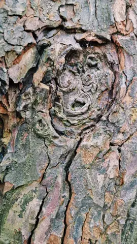 found the green man in the first tree 🌲 #nature #greenman #witchcore #cottagecore #forest #spring 