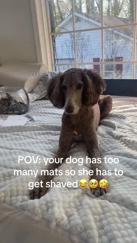 Shes bald now🥹🥹 #dog #bald #pov #fyp #groomingdog #furmom #shaved #fur