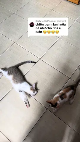 Replying to @Hà Phương Anh em nhà này toàn tỷ thí võ công thôi🤣#CapCut #tiktok #viral #trending #xuhuong #xh #fyp #catsoftiktok #meow #cat #mèo #kittensoftiktok #pet #thucung #funnycat 