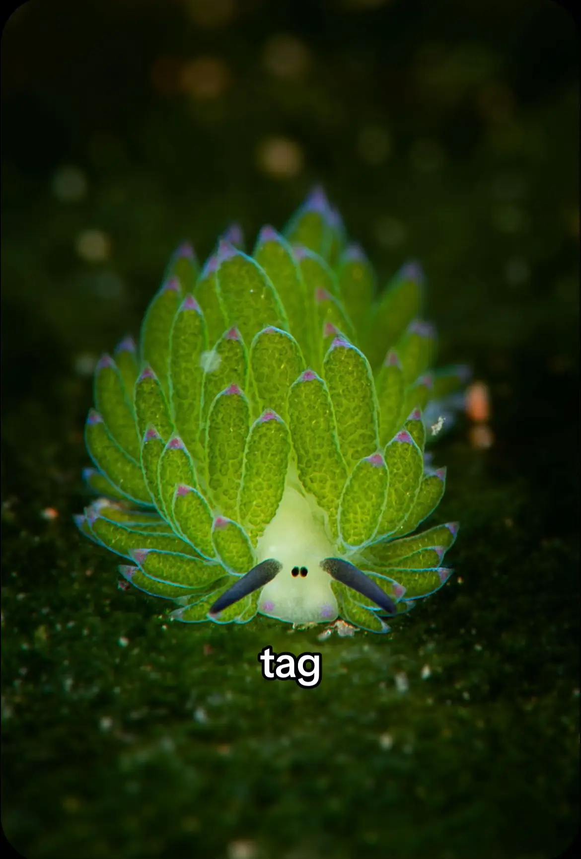 These cuties have NO PREDATORS. These sea slugs absorb toxins from the creatures they feed on, so they aren’t preyed upon due to their d3adliness!!!! 🐌🫧 They can even steal the stingers out of jellyfish 🪼🫣 They are not a creature to be messed with! #seabunnies #seabunnies #seacreatures #oceanlife #ocean #animals #Love #cute #goodvibes #tag #fyp #foryou #rareanimals #AnimalFacts #funfact 