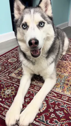 It’s been raining a lot lately so thought it would be a good time to try a snuffle mat to burn Pluto’s energy! I think he likes it because he kept trying to bite the mat to find the hidden treats 😂🩵  #dogsoftikok #dogtok #huskylover #husky #cutedogvideos #foryourpage