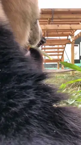 completely focused on its bamboo meal😄 #panda #cutepandas #viralvideo #tiktok #fyp #animalsoftiktok 