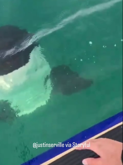 A pair of orcas wowed a paddleboarder with a close encounter as he was paddling off the coast of Castor Bay, New Zealand, on Friday, March 22. “An orca came up from behind and was incredibly friendly, rolling upside-down underneath me,” Justin Huege de Serville told Storyful, adding that he was then approached by a second orca, which he described as “very inquisitive.” The footage he captured shows the friendly duo emerging out of the blue and encircling his board. #news #fyp #orcas