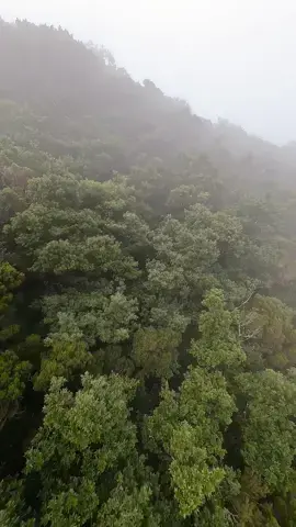 Have you ever been in such a rain forest? 🌳 the first time I flew out of the forest and could find my way back as it’s just green everywhere 😂 I went out of battery and had to look for the drone in the trees 🫣 _ #drone #tenerife #rainforest #fpv #fog 