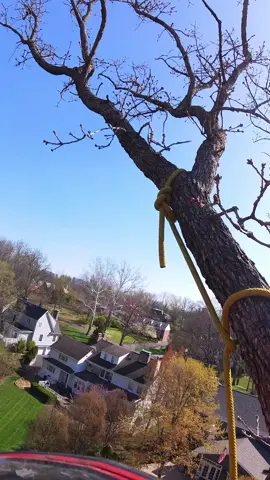 #treework  😅🌲🌳👍🏼