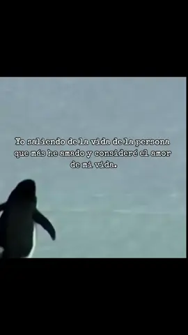 #pinguino #dolor #sufrimiento #motivacion #pensamientos #parati #fyp 