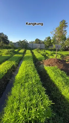 Kangkung Tumbuh Subur di Lahan Belakang Rumah Kami di Desa #kangkung #kangkungdarat #sayur #sayuran #bibitkangkung #bibit #rekomendasi #fyp #fypシ #fypシ゚viral #viral #pertanian #petani #petanimuda #petaniindonesia🇮🇩🇮🇩🇮🇩🌿🌿 #berkebun #berkebundirumahaja 