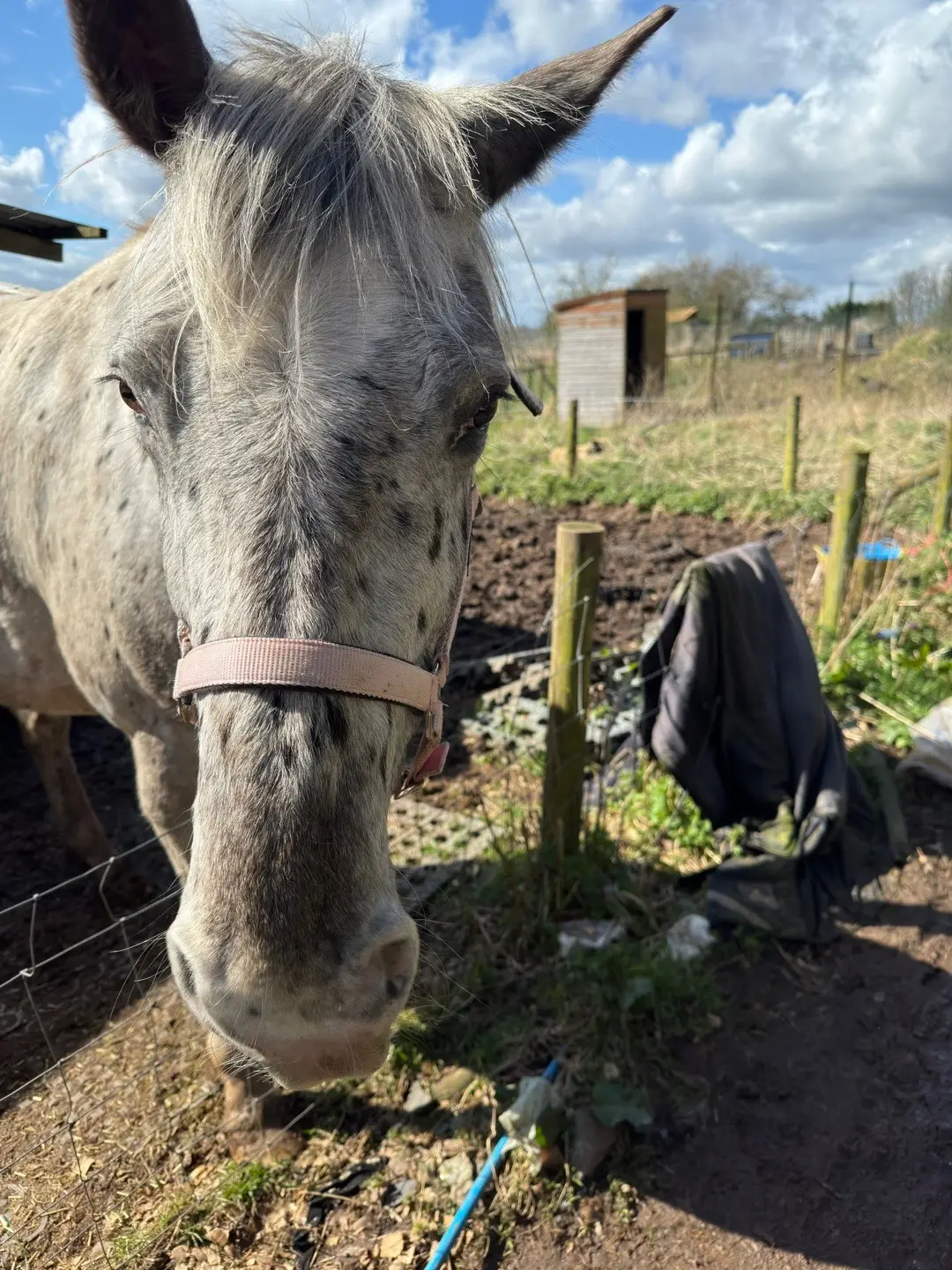 At last a better day with some sun!! All horses were very good getting their feet trimmed! #barefoot #barefoothorses #equinepodiatry #horses #horsesoftiktok 