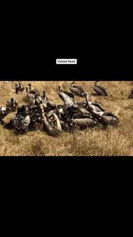 Have you ever seen vultures enjoying a great feast? I think they are the loudest eaters I’ve seen so far in my life and pretty messy too… Filmed in the Maasai Mara in August 2021 while staying @enkewacamp and on Safari with @maatany and @yswildlifephotography. #vultures #feedingtime #loudandmessy #maasaimara #magicalkenya #birdsofafrica #birds #birdsofinstagram #wildearth #africanwildlife #africanwildlifephotography #wildlife #wildlifesafari #wildlife_through_lens_ #wildlifelovers #nikonphotography #wildplanet #unforgettable #tripofalifetime #the4koerners 