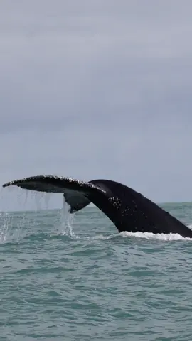 Massive Humpback going down on a deep dive in search of sardines/anchovies. 🐳Book now using link in bio🎉 #whalewatching #whale #tail #humpbackwhale #breach #jump #fly #low #news #media #lunges #wildlife #montereycalifornia #coast #cali #sun #fun 